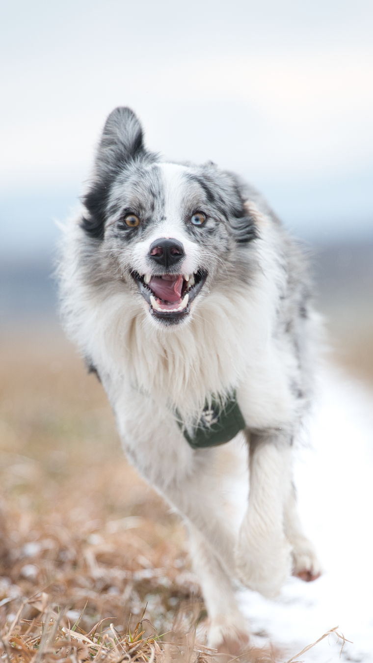 A joyful Border Collie running energetically across a snowy field in Slovakia.